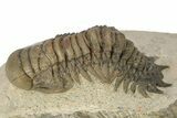 Detailed Crotalocephalina Trilobite - Orange Mineral Striping #251673-3